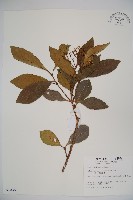 藏品(珊瑚樹)的圖片