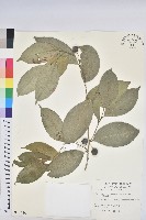 藏品(南仁鐵色)的圖片