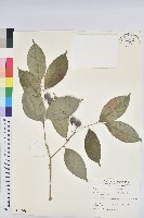 藏品(南仁鐵色)的圖片