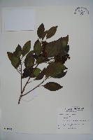 藏品(鐵冬青)的圖片