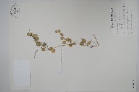 藏品(風不動)的圖片