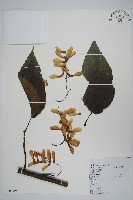 藏品(毛苦參)的圖片