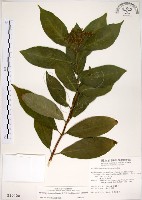 藏品(華八仙)的圖片