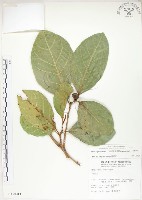 藏品(大冇榕、稜果榕)的圖片