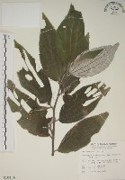 藏品(四脈麻)的圖片