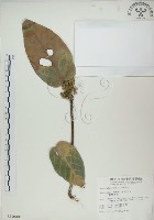 藏品(蘭嶼蘋婆)的圖片