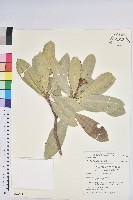 藏品(蘭嶼土沉香)的圖片