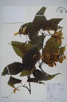 藏品(蘭嶼鐵莧、綠島鐵莧)的圖片