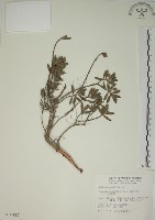 藏品(水芫花)的圖片
