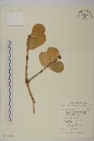 藏品(日本衛矛, 大葉黃楊)的圖片