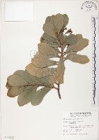 藏品(蘭嶼樹杞、蘭嶼紫金牛)的圖片
