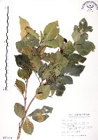 藏品(長果月橘)的圖片