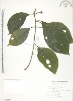 藏品(錫蘭玉心花)的圖片