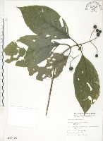 藏品(錫蘭玉心花)的圖片