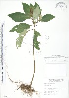 藏品(小花蛇根草)的圖片