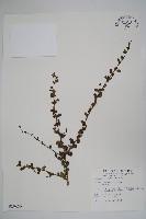 藏品(滿福木)的圖片