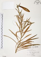 藏品(麝香百合)的圖片