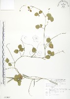 藏品(小葉括根)的圖片