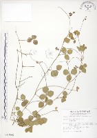 藏品(小葉括根)的圖片