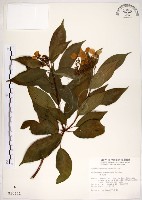 藏品(華八仙)的圖片