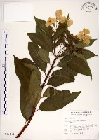 藏品(華八仙)的圖片