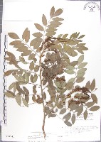 藏品(尖葉木藍)的圖片