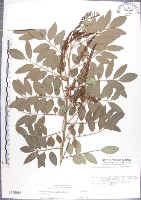 藏品(尖葉木藍)的圖片