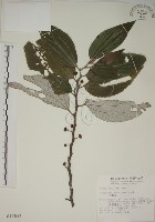 藏品(四脈麻)的圖片