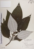 藏品(蘭嶼水絲麻)的圖片