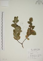 藏品(南嶺蕘花)的圖片