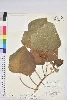 藏品(蟲屎)的圖片