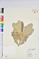 藏品(蘭嶼土沉香)的圖片