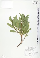 藏品(車桑子)的圖片