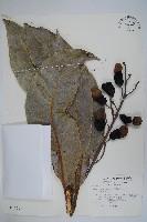 藏品(臺東漆樹)的圖片