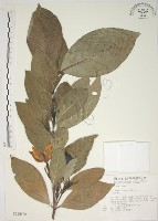 藏品(山黃梔)的圖片