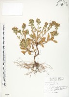 藏品(茅毛珍珠菜)的圖片