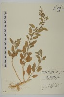 藏品(變葉藜)的圖片