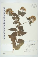 藏品(腺葉澤蘭)的圖片