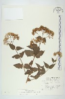 藏品(腺葉澤蘭)的圖片