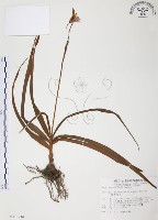 藏品(臺灣白及)的圖片