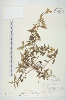 藏品(天蓬草舅)的圖片