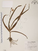 藏品(臺灣白及)的圖片