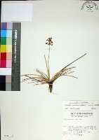 藏品(乾溝飄拂草)的圖片