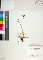 藏品(乾溝飄拂草)的圖片