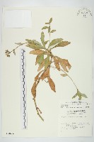 藏品(細葉假黃鵪菜)的圖片