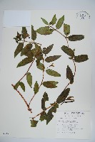 藏品(阿里山忍冬、漸尖葉忍冬)的圖片