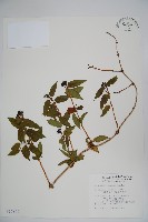 藏品(阿里山忍冬、漸尖葉忍冬)的圖片