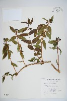 藏品(阿里山忍冬、漸尖葉忍冬)的圖片