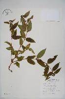 藏品(阿里山忍冬、漸尖葉忍冬)的圖片