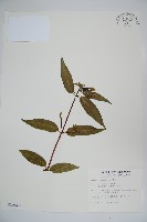 藏品(阿里山忍冬、漸尖葉忍冬)的圖片